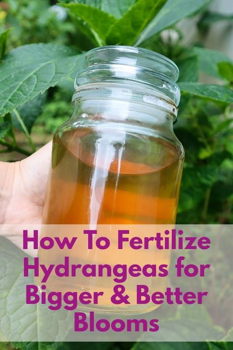 Best Fertilizer For Hydrangeas, When To Fertilize Hydrangeas, What To Plant With Hydrangeas, Hydrangea Fertilizer, Hydrangea Plant Care, Propagating Hydrangeas, Hydrangea Landscaping, Garden Remedies, Hydrangea Care