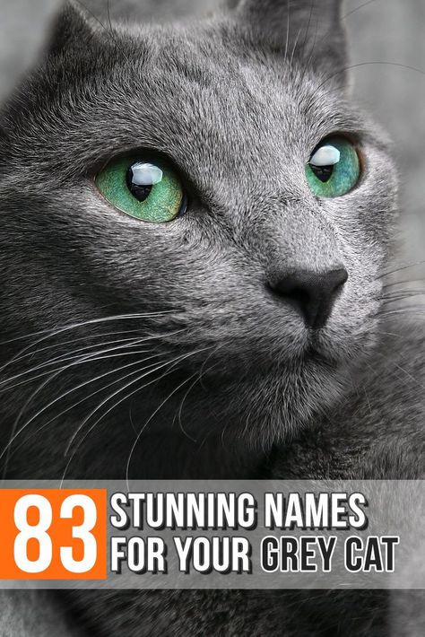 83 Stunning Names For Your Grey Cat  #whattonameyourgreycat #greycatnames #graycatnames #adopt Gray Cat Names, Grey Kitten Names, Kitten Names Boy, Cat Names Boy, Cat Names Male, Cat Names List, Kitten Names Girl, Grey Cat Names, Cat Names Unique