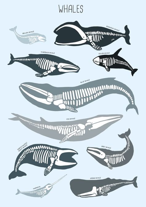 Marine Biology Aesthetic Poster, Marine Animals Poster, Sea Animal Skeleton Drawing, Whale Shark Poster Aesthetic, Whale Shark Skeleton, Blue Whale Anatomy, Sea Animal Poster, Marine Biology Painting, Marine Biology Posters