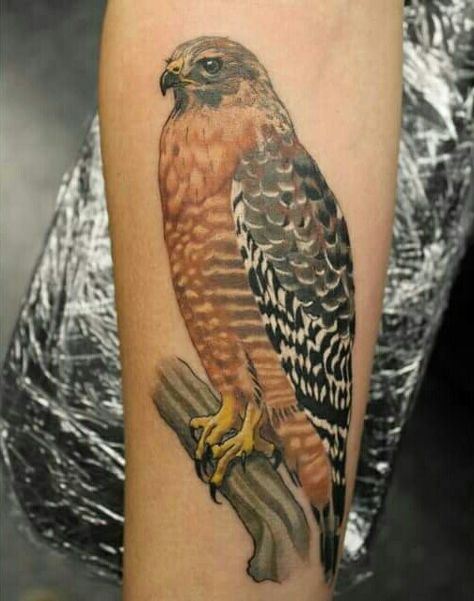 Red Shouldered Hawk Tattoo. Love Becky Ashcraft's work. Blacklist Ink. Red Shouldered Hawk Tattoo, Red Hawk Tattoo, Red Tailed Hawk Tattoo Feminine, Red Tailed Hawk Tattoo, Hawk Tattoo Design, Hawk Tattoos, Unbelievable Tattoos, Jason Tattoo, Red Shouldered Hawk