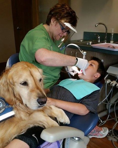 Dentist Assistant, Dog Grooming Clippers, Dog Words, Dog Clippers, Australian Shepherd Dogs, Dog Rules, Therapy Dogs, Dental Assistant, Working Dogs