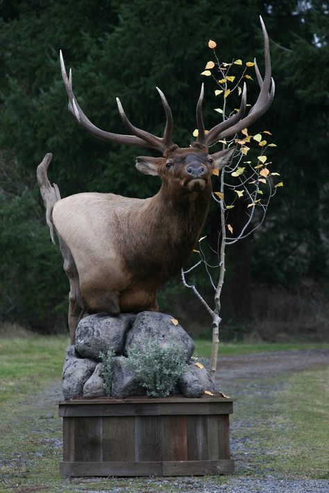 moose pedestal mount - Google Search Elk Taxidermy, Elk Mount, Deer Mount Decor, Deer Mount Ideas, Taxidermy Decor, Taxidermy Display, Animal Taxidermy, Animal Mounts, Deer Mounts