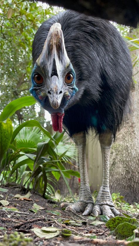 New Month New Conservation Project: the Rainforest Rescue organization in Australia! Previously, we supported a project for a Rainforest Corridor Restoration for Cassowaries at Mission Beach. You can help by visiting the Zoo and donating at the ticket gate or rounding up your purchases. Every donation helps! And Humpfrey, our male Southern Cassowary says "Thank You!" #staugustine #floridatravel #zooanimals #dinosaur #rainforest #conservation Southern Cassowary, Most Dangerous Animals, Cassowary Bird, Animal Conservation, Rainforest Animals, Dangerous Animals, Australian Wildlife, Australian Birds, Zoology