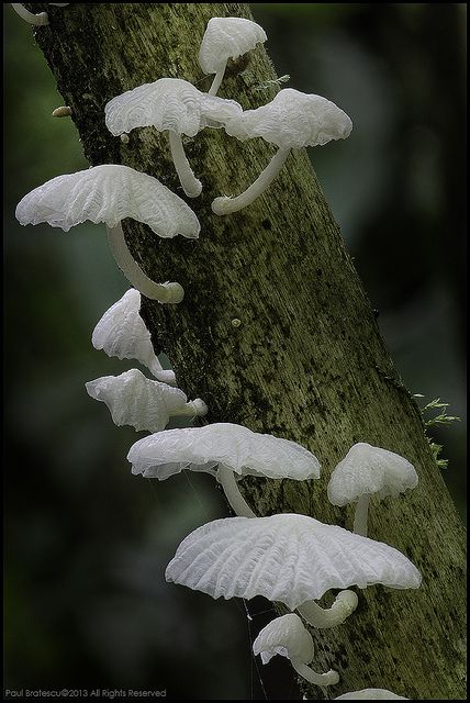 Snow white mushrooms climbing up a tree Mushrooms On Trees, Mushroom On Tree, Tree Mushrooms, Mushroom Plant, White Mushroom, Mushroom Pictures, Lichen Moss, White Mushrooms, Slime Mould