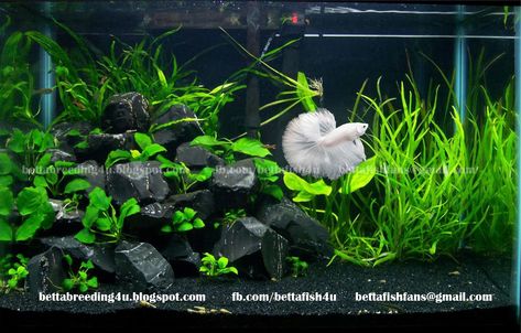 All about betta fish Betta Tank Ideas, Planted Betta Tank, Betta Fish Tank Ideas, Betta Tanks, Breeding Betta Fish, Fish Aquarium Decorations, Fish Tank Themes, Fish Tank Terrarium, Betta Aquarium