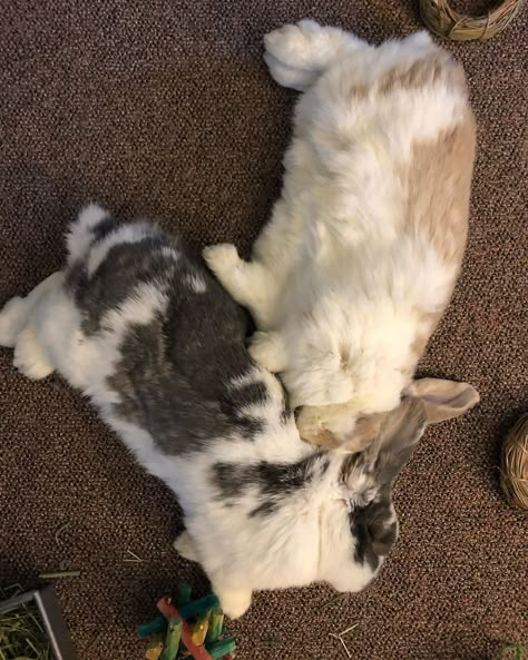 Cutest Bunny Ever, Bunny Care, Cute Bunny Pictures, Bunny Mom, Cute Small Animals, Warrior Cats Art, Bunny Pictures, Pet Bunny, Super Cute Animals