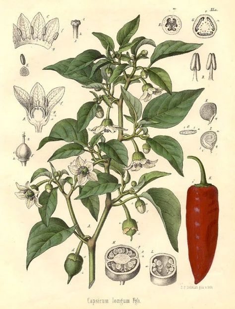 (24) Ancient Herbalism (@Ancient_Herb) / X Vegetable Illustration, Capsicum Annuum, Cayenne Pepper, Scientific Illustration, Botanical Drawings, Plant Illustration, Medicinal Plants, Cayenne, Plant Life