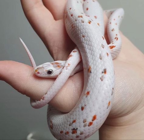 Aesthetic Surgeon, Dream Snake, Rare Albino Animals, Pets Preschool Theme, Cool Snakes, Pretty Snakes, Reptile Room, Albino Animals, Corn Snake