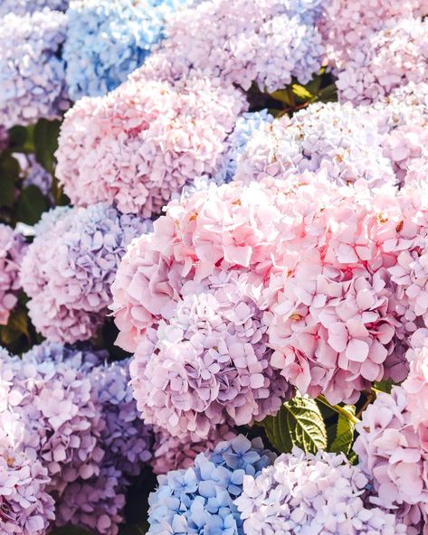 Pastel Hydrangea Wedding, Hydrangeas Aesthetic, Hijiri Byakuren, Pastel Hydrangea, Hydrangea Aesthetic, Purple Widget, Cape Cod Photography, Chatham Bars Inn, Hydrangea Pink