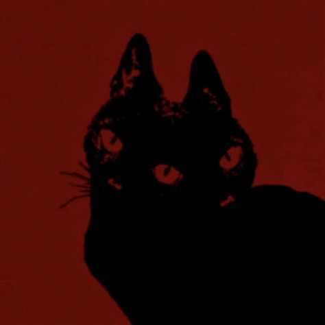 Black Cat Widget, Cat Widget, Red Aesthetic Grunge, Red And Black Wallpaper, Dark Red Wallpaper, I See Red, Red Icons:), Red Cat, Red Art