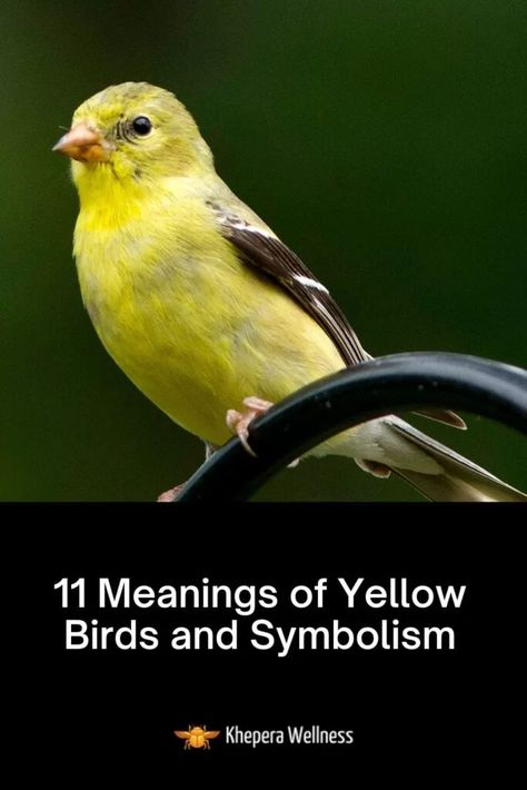 Yellow Finch Spiritual Meaning, Yellow Bird Spiritual Meaning, Birds Spiritual Meaning, Cardinal Meaning, Yellow Meaning, Yellow Bird Tattoo, Bird Symbolism, Bird Meaning, Spiritual Signs