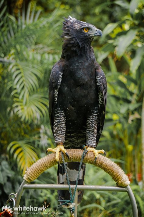 Black Hawk-Eagles in Panama | Birding Tours with Whitehawk Hawk Eagle, Bird People, World Birds, Black Eagle, Black Hawk, Birds Of Prey, Natural History, Beautiful Birds, Bald Eagle