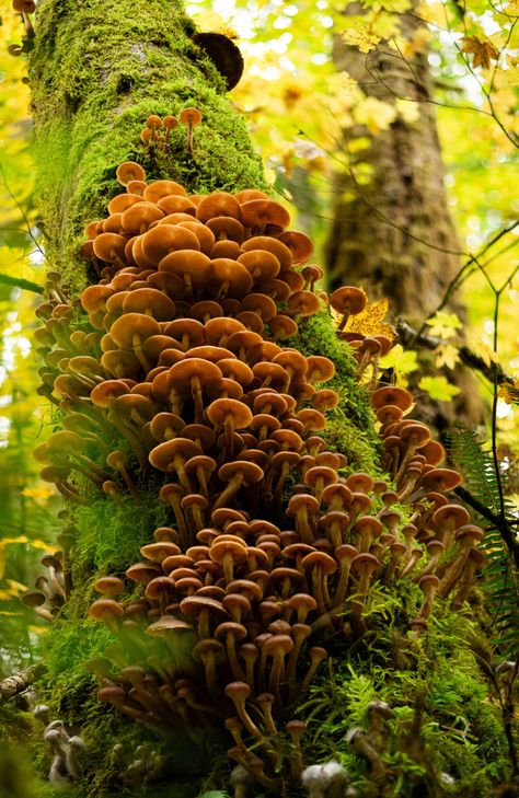 Rhamphotheca Honey Mushrooms, When It Rains, Stuffed Mushrooms, Honey, Nature