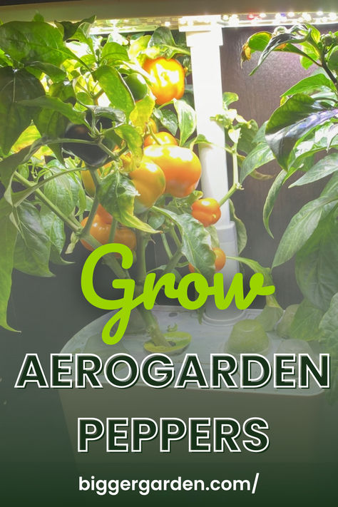 Hydroponic peppers grown next to soil grown peppers Aerogarden Diy, Aero Garden, Indoor Hydroponic Gardening, Growing Bell Peppers, Growing Peppers, Types Of Peppers, Seed Starter Kit, Miracle Grow, Container Garden Design