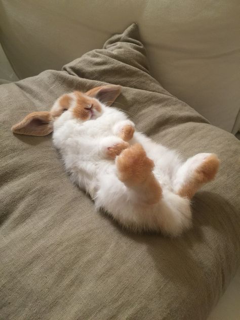 Sleepy 8 week old broken orange Holland Lop bunny rabbit. Rabbits Sleeping, Big Bunnies, Bunnies Sleeping, Rabbit Sleeping, Bunny Sleeping, Orange Bunny, Big Rabbit, Tired Af, Lop Bunnies