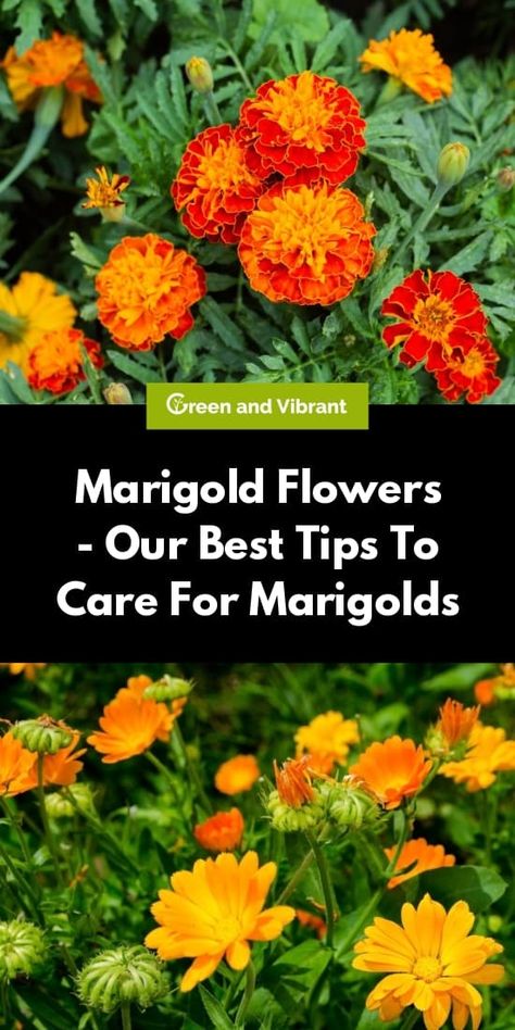 Marigolds grow quickly and easily in any zone and are very drought-tolerant. Be careful with them if you don’t want to spread. Marigold Care Tips, Marigold Plant, Garden 101, Canadian Summer, Growing Marigolds, Mint Garden, Grow Garden, Yard Plants, Marigold Flowers