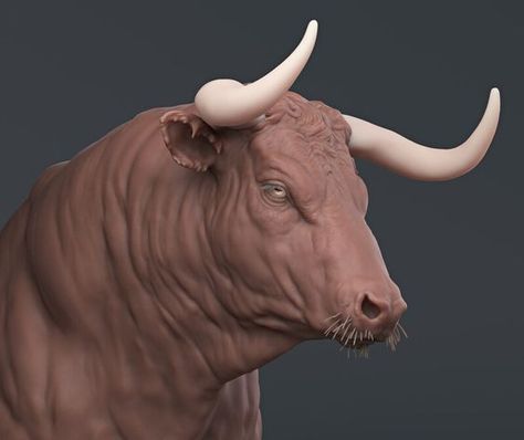 Practicing Anatomy, Bull Artwork, Zbrush Models, African Buffalo, Longhorn Cattle, Digital Sculpting, Anatomy Study, A Bull, Guided Drawing