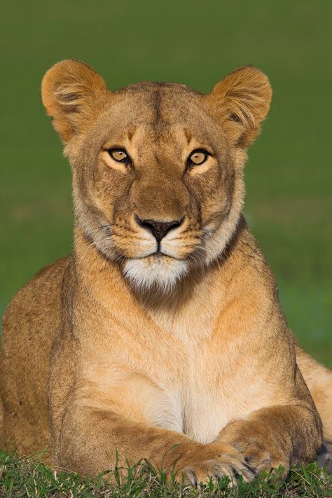 Regard Animal, Female Lion, Panthera Leo, Maasai Mara, Lions Photos, Lion Love, Lion Images, Fluffy Kittens, Lion Pictures