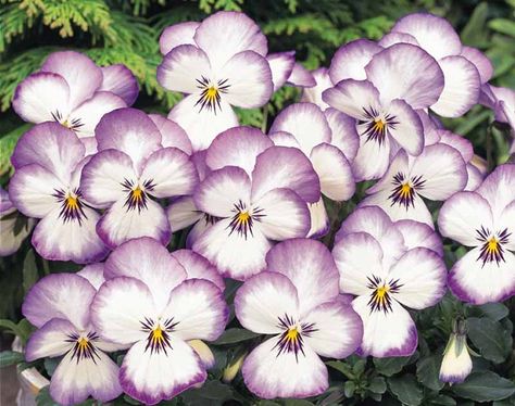 Coconut Garden, Viola Flower, Sweet Violets, Small White Flowers, Pansies Flowers, African Violet, Favorite Flower, Annual Flowers, Traditional Garden