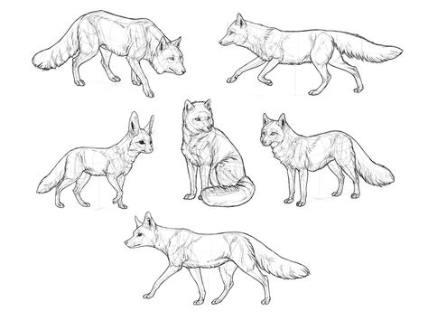 Fox Anatomy Drawing, How To Draw Foxes, Fox Drawing Sketches, Animal Structure, Fox Anatomy, Wolf Sitting, Fox Species, Fox Character, Male Figure Drawing