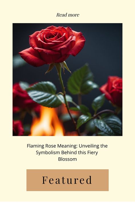 Flaming red rose blossom with petals unfurled, with a subtle fire in the background. Rose Symbolism Meaning, Rose Symbolism, Flaming Rose, Colors Of Roses, Rose On Fire, Symbolism Meaning, Rose Meaning, Color Symbolism, Dream Symbols