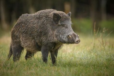 Wild Boar Recipes, Feral Pig, Wild Boar Hunting, Food References, Elephant Shrew, Boar Hunting, Hog Hunting, Wild Pig, Wild Hog