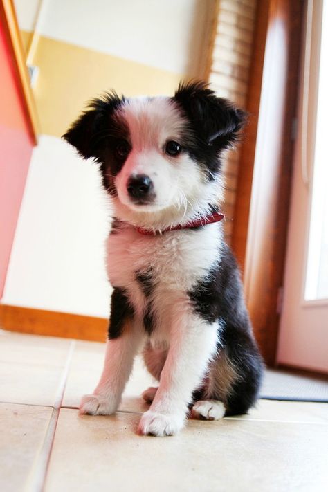 Mini Australian shepherd puppy Dog Age Chart, Fun Facts About Dogs, Mini Australian Shepherd, Australian Shepherd Puppy, Collie Puppies, Border Collie Puppies, Dog Ages, Shepherd Puppy, Cute Dog Pictures