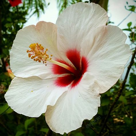 #Flower #Flowering_plant #Chinese_hibiscus #Petal #Hibiscus #White #Hawaiian_hibiscus #Plant #Swamp_Rose_mallow #China_rose #Botany #Malvales #Mallow_family #Wildflower #Herbaceous_plant #Perennial_plant #autotag Hibiscus Bush, Growing Hibiscus, Hibiscus Tree, Hibiscus Garden, Blue Lotus Flower, Hibiscus Plant, White Hibiscus, White Leaves, Moon Garden