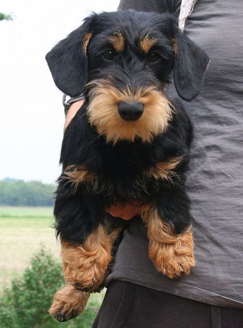 Dorkie Pup, Wirehaired Dachshund, Doxie Puppies, Dapple Dachshund, Dachshund Art, Wire Haired Dachshund, Puppies And Kitties, Best Dog Breeds, Cute Animals Images