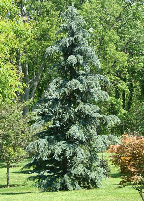 Karl Fuchs Deodar Cedar Tree Deodar Cedar Tree Landscape, Deodar Cedar Tree, Evergreen Berm, Cedar Trees Landscaping, Deodar Cedar, Cedrus Deodara, Conifers Garden, California Christmas, Backyard Trees