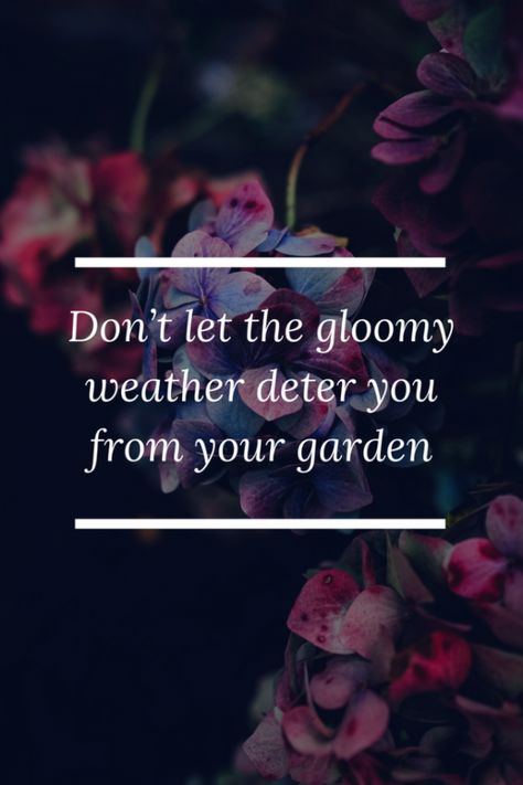 Don’t let the gloomy weather deter you from your garden Gloomy Weather Quotes, Gloomy Weather, Weather Quotes, Morning Devotion, Pay It Forward, Gloomy Day, Rain Or Shine, Reality Quotes, Wallpaper Quotes