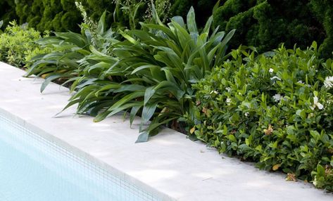 Garden Inspiration NZ | Border planting alongside a pool | Find Your Dream Garden Tropical Border Plants, Poolside Planting, Plants Around Pool, Pool Plants, Hedging Plants, Plant Box, Border Plants, Home Garden Design, Herbaceous Perennials