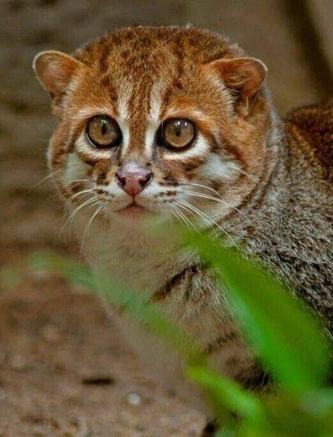 Wild Cat Breeds, Animal Poses, Warrior Cat Memes, Small Wild Cats, Sand Cat, Animal Ideas, Cat Species, Exotic Cats, Animal Study