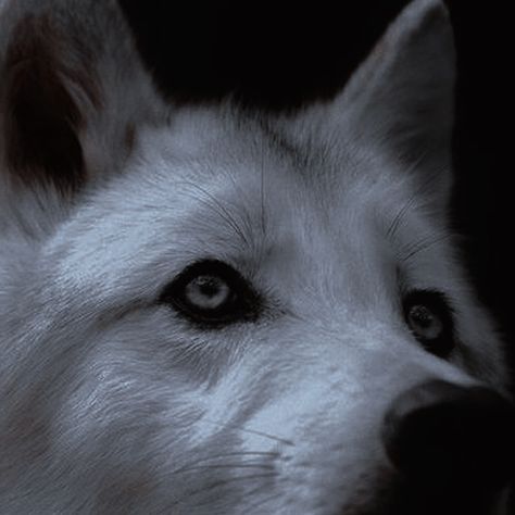 Snow Wolf Aesthetic, White Werewolf Aesthetic, Werecoyote Aesthetic, Wolf Boy Aesthetic, Wolf Girl Aesthetic, White Wolf Aesthetic, Darkmore Penitentiary, Wolf In Snow, White Werewolf