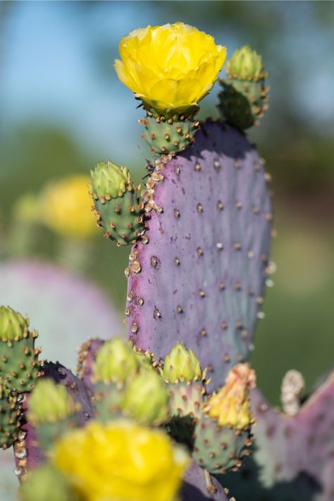 Prickly Pear Photography, Purple Prickly Pear Cactus, Arizona Flowers, Purple Prickly Pear, Purple Cactus, Desert Landscapes, Watercolor Flowers Tutorial, Pear Cactus, Flowers Tutorial