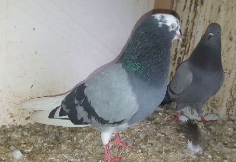 Pakistani Pigeon, High Flying Pigeons, Tumbler Pigeons, Homing Pigeons, Pigeon Breeds, Pigeon, Pakistan, Tumbler