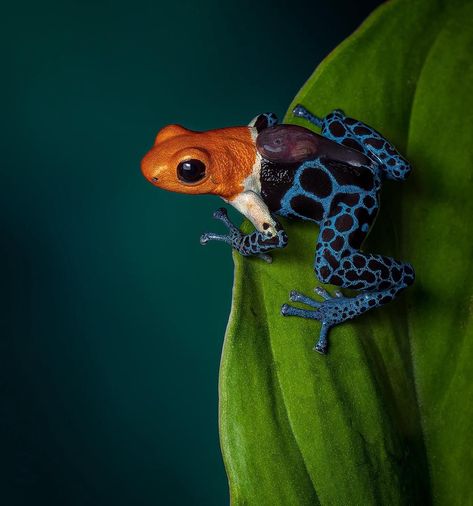 Pocket Frogs, Congratulations Photos, Poison Frog, Poison Dart Frog, Poison Dart, Wild Animals Pictures, Dart Frog, Small Pool, World Photo