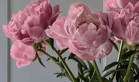 Desktop Flowers Wallpaper, Pink Flowers Wallpaper Laptop, Square Wallpaper Aesthetic, Flowers Pc Wallpaper, Flower Pc Wallpaper, Aesthetic Pictures Horizontal, Pink Wallpaper For Pc, Flowers Aesthetic Wallpaper Laptop, Pink Aesthetic Horizontal