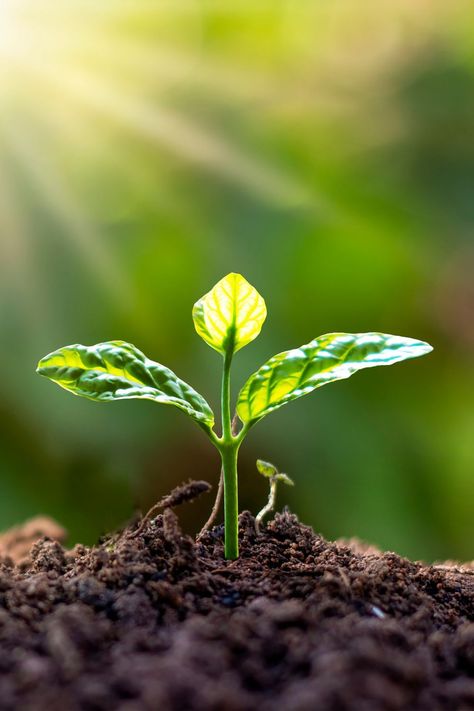 tarragon germination Growing Plants Wallpaper, Green Growth Aesthetic, Green Growing Plant Wallpaper, Soil Aesthetic, Tanaman Aesthetic, Agriculture Pictures, Pepper Companion Plants, Agriculture Photography, Porch Flowers