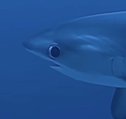 It is a shark with a wide eye, it looks like he’s giving you a weird look. Big Eyed Thresher Shark, Big Eye Thresher Shark, Bigeye Thresher Shark, Derpy Shark, Angular Rough Shark, Shark Eyes, Goofy Shark, Shark Funny, Silly Shark Pfp