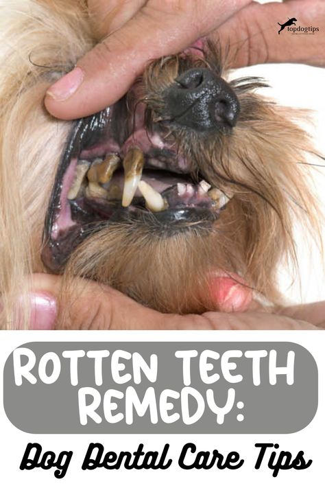 Rotten Teeth Remedy: Dog Dental Care Tips Rotten Teeth, Teeth Remedies, Dogs Teeth, Make Dog Food, Dog Remedies, Dog Toothbrush, Dog Health Tips, Dog Teeth Cleaning, Sick Dog