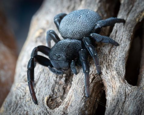 Velvet Spider, Bug Boy, Arthropods, Arachnids, Creature Design, Spiders, Beautiful Creatures, Animal Photography, Animals Beautiful