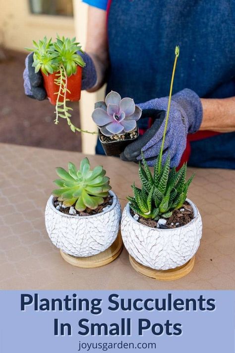 Succulents In Small Pots, Tiny Succulent Pots Diy, Propagate Christmas Cactus, Transplant Succulents, Tiny Succulents, Christmas Cactus Propagation, Small Cactus Plants, Succulent Planting, Christmas Cactus Plant