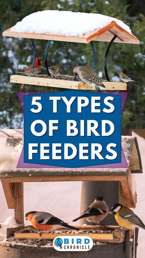 Bird feeders are one of the definite ways to attract birds due to the food available, but not all feeders are created the same. Our article shows the 5 different types of bird feeders and the purposes of each feeder. Bird Feeder Station, Backyard Birds Sanctuary, Suet Feeder, Bird Tables, Bird Feeding Station, Food Types, Feeding Station, How To Attract Birds, Humming Bird Feeders