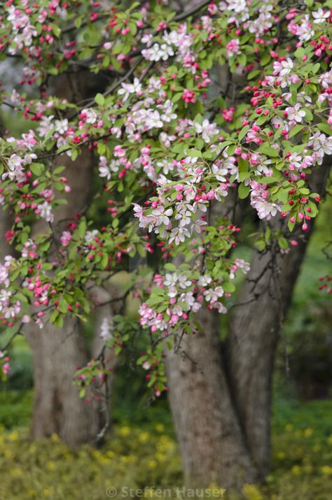 Flowering Apple Tree, Malus Floribunda Tree, Crab Apple Blossom, Apple Blossom Tree, Flower Crab, Crab Apple Tree, Apple Tree Flowers, Apple Tree Blossoms, Pink Flowering Trees