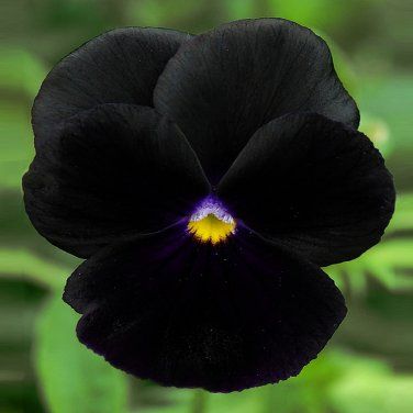 Black Pansy, Dark Purple Flowers, Biennial Plants, Goth Garden, Gothic Garden, Black Garden, Unusual Flowers, Yellow And Purple, Black Flowers