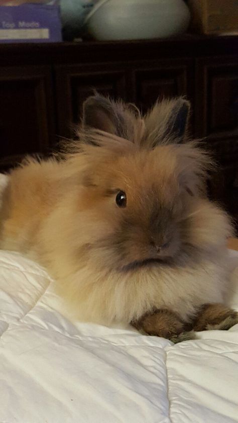 Light Brown Bunny, Lion Rabbit, Mini Lop Rabbit Colors, Brown And White Bunnies, Brown Rabbit Aesthetic, Show Rabbits, Brown Floppy Ear Bunny, Lionhead Bunny, Lionhead Rabbit