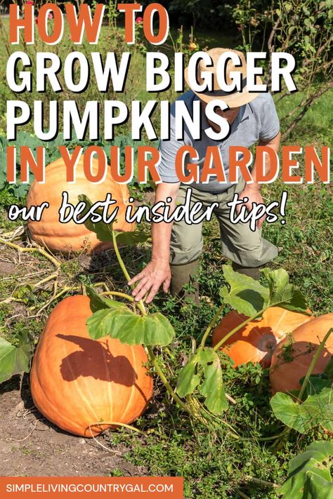 Get our best insider tips for growing big, vibrant, pumpkins in your backyard garden. How to plant, tend, and harvest pumpkins your family will rave over. How to Grow big, round, and vibrant pumpkins in your backyard garden with our expert pumpkin growing tips. From Jack o'lanterns to baking, harvest a healthy pumpkin crop. #pumpkingrowingtips How To Grow Pumpkins, Pumpkin Growing, Growing Corn, Planting Pumpkins, Biggest Pumpkin, Large Pumpkins, Pumpkin Garden, Giant Pumpkin, Growing Pumpkins