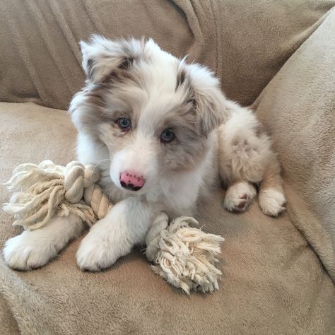 Aussie Puppies Aesthetic, Aussie Collie Puppies, Red Merle Aussie Puppy, Aussie Shepherd Aesthetic, Aussie Blue Merle, Double Merle Australian Shepherd, Australian Shepherd Puppy Aesthetic, Aussie Red Merle, Red Merle Australian Shepherd Puppy