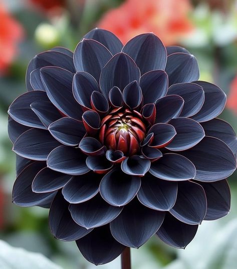 Black Dahlia Flower, Black Dalia, Black Dahlia, Dahlia Flower, Garden Of Eden, Homework, Dahlia, Beautiful Flowers, Roses